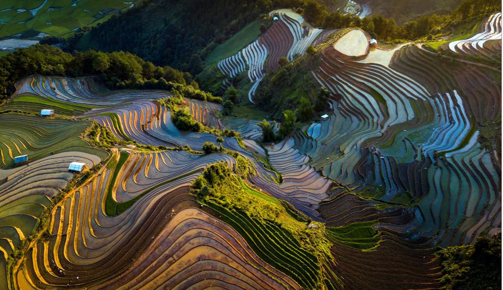 [Fotos] Belleza de los campos en terrazas en la temporada de inundación en el norte de Vietnam