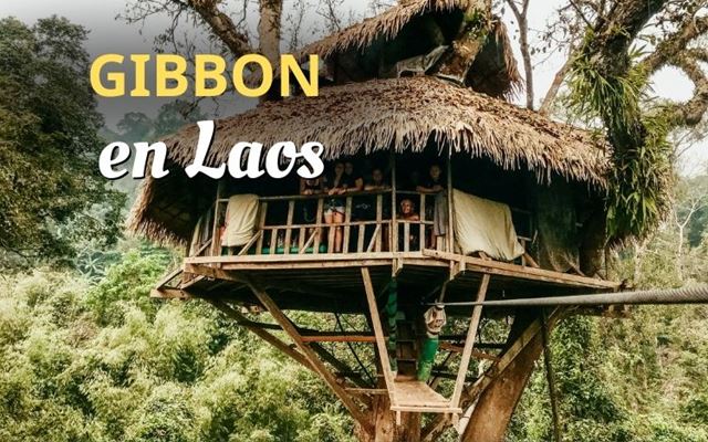 Gibbon Experience en Laos: ¡Duerme en los árboles y deslízate como Tarzán!