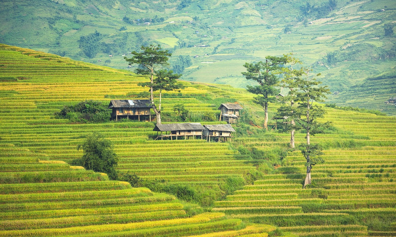 Top 8 mejores lugares para ver arrozales en Vietnam