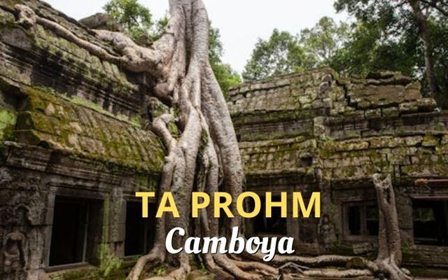Ta Prohm: Templo misterioso bajo el abrazo de las raíces gigantes