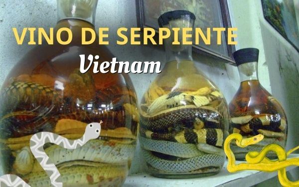  Vino de serpiente: La bebida más antigua y atrevida de Asia