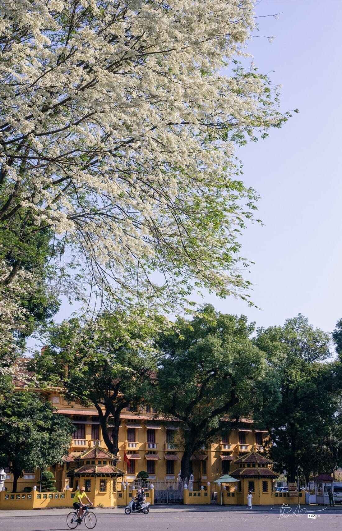 hoa sua