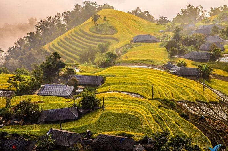arrozales de hoang su phi en ha giang
