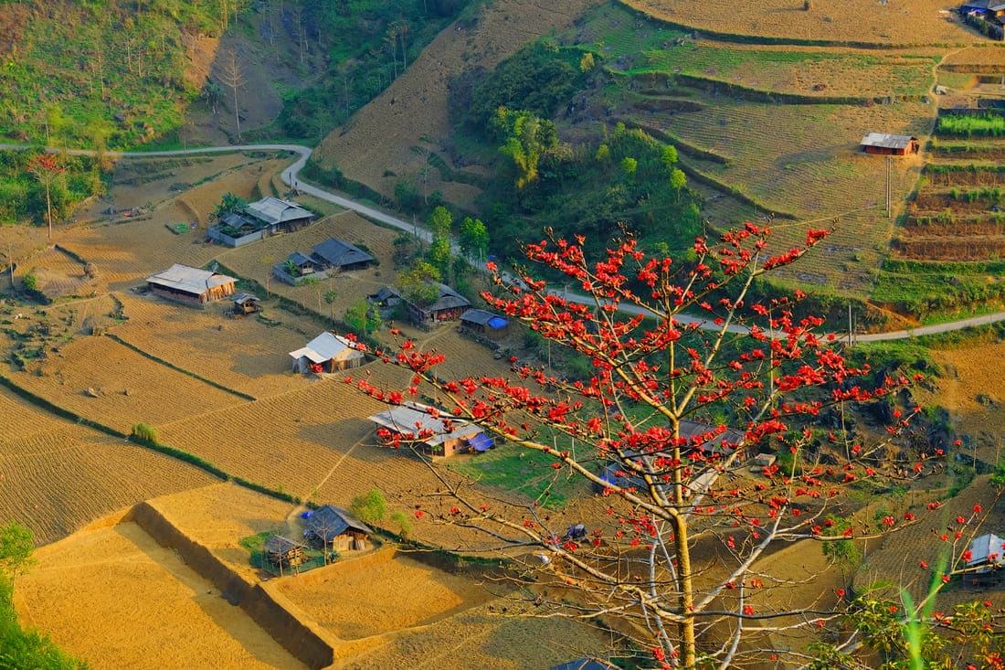 hoa gao