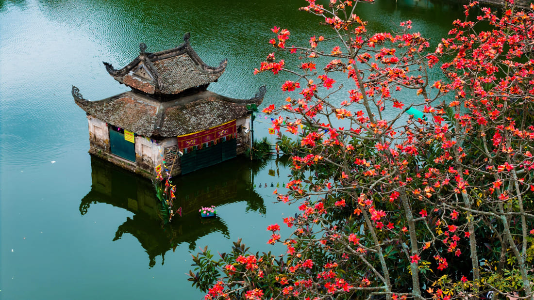 hoa gao