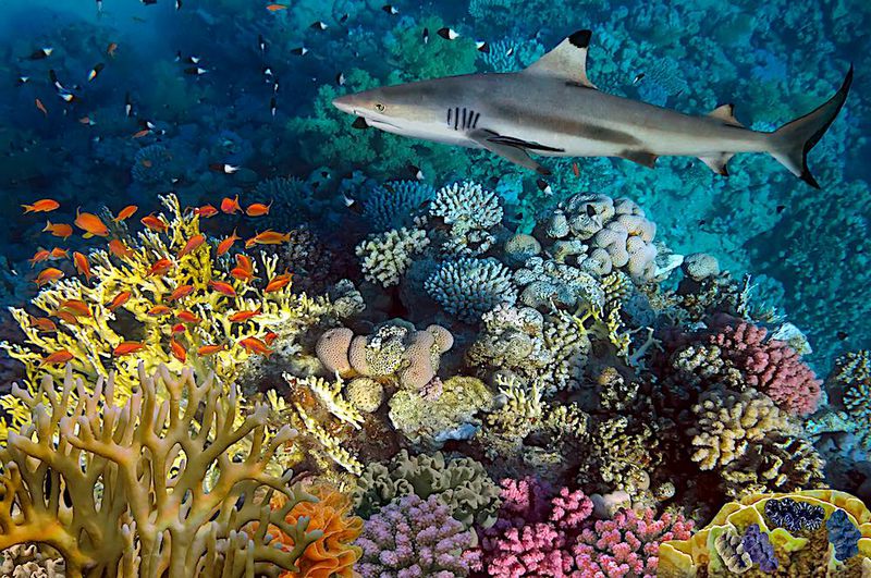 buceo en koh tao