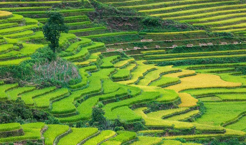 mu cang chai