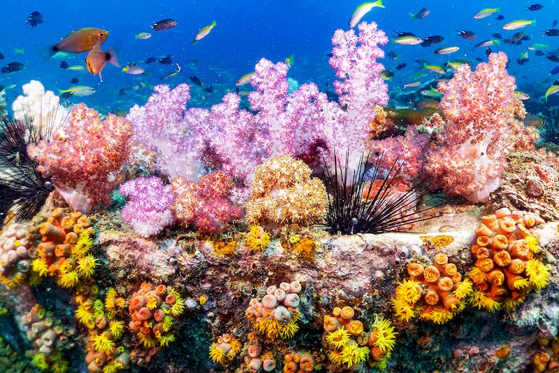 Bucear en las islas hermosas de Koh Phi Phi para admirar la belleza de naturaleza 