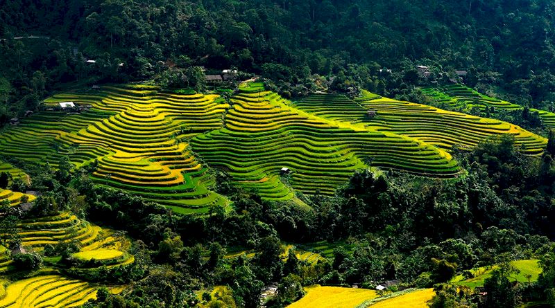 terrazas de arroz hoang su phi