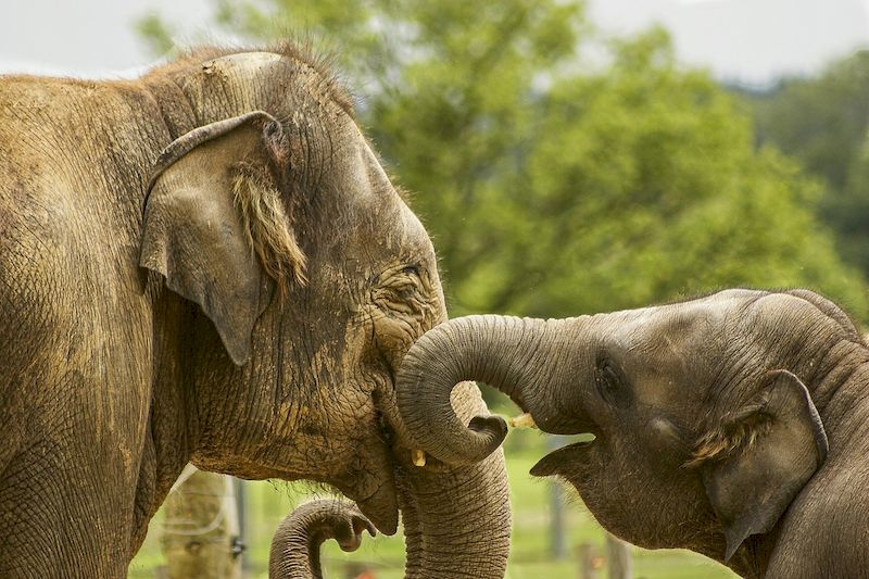 elefante chiang mai
