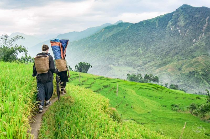 norte de vietnam - arrozales en sapa