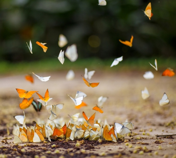 parque nacional cuc phuong - Temporada de mariposas