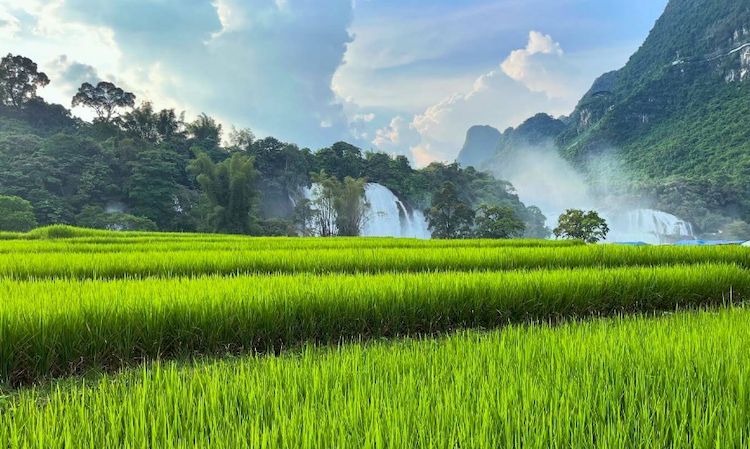 campo de arroz en ban gioc