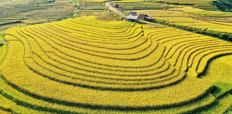epoca arrozales vietnam