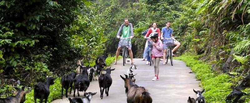 cat ba en bicicleta
