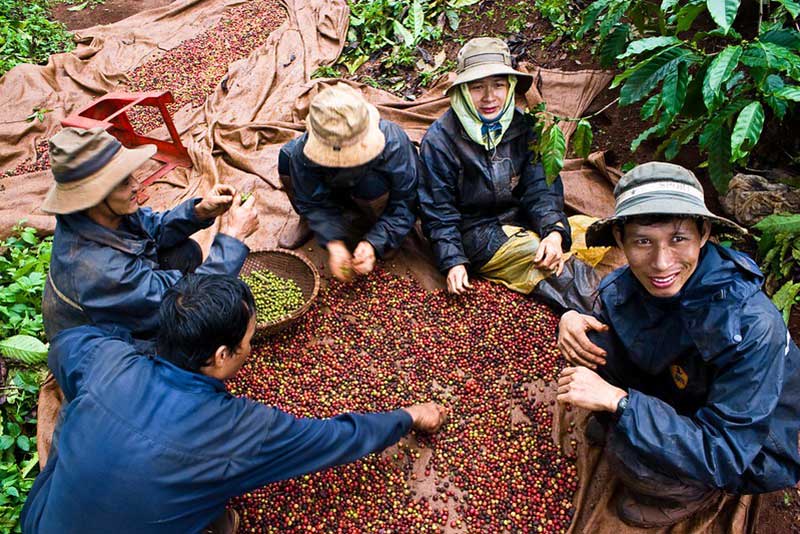 cafe vietnamita - Plantación de café en las Tierras Altas en el Centro de Vietnam