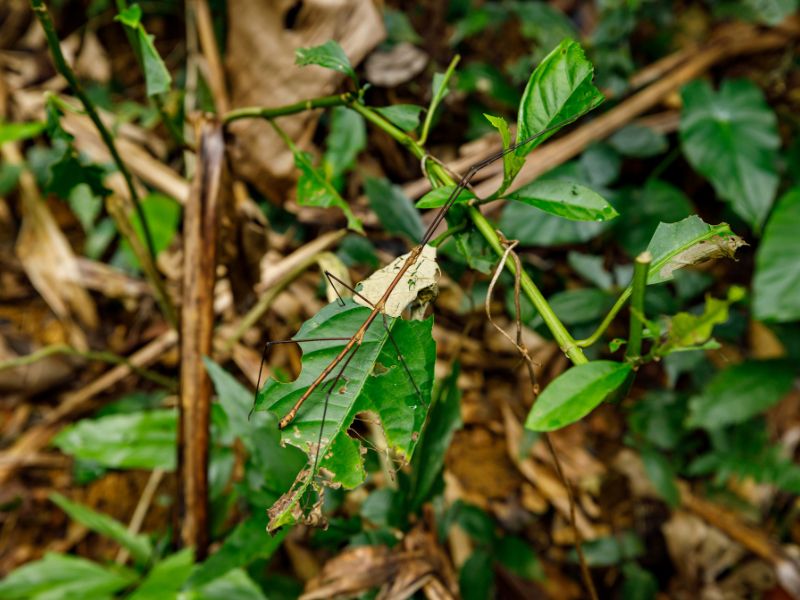 cuc phuong - Un insecto palo