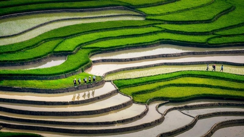 vietnam arrozales