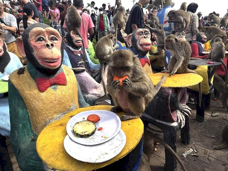 fiestas en tailandia - festivall de monos en chopburi