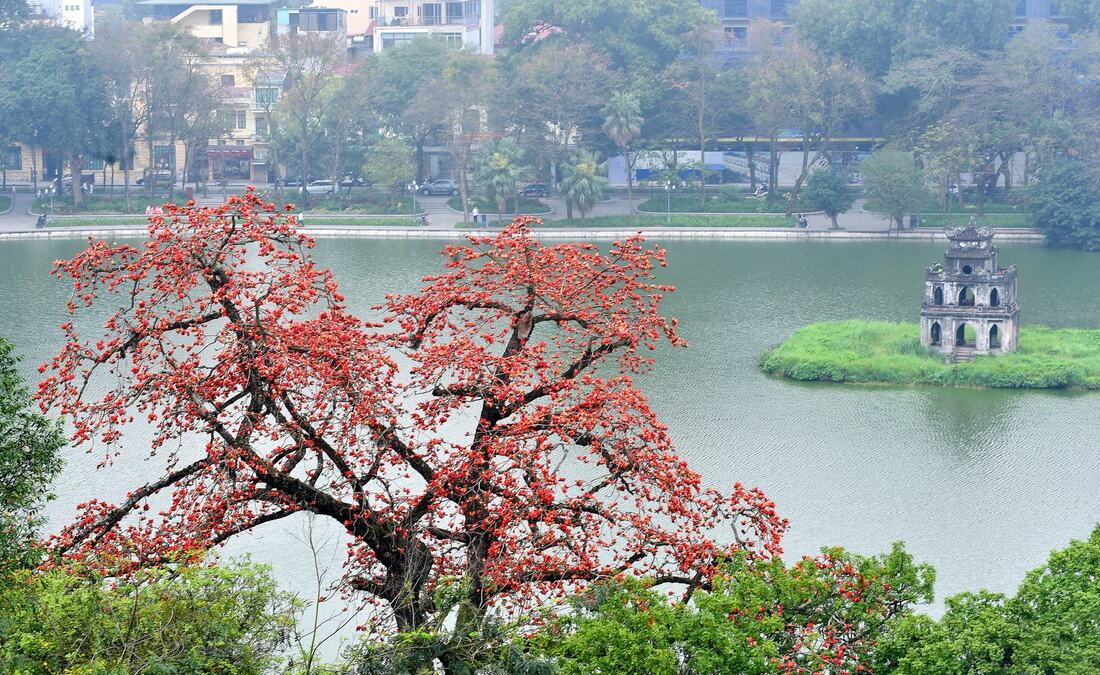 hoa gao