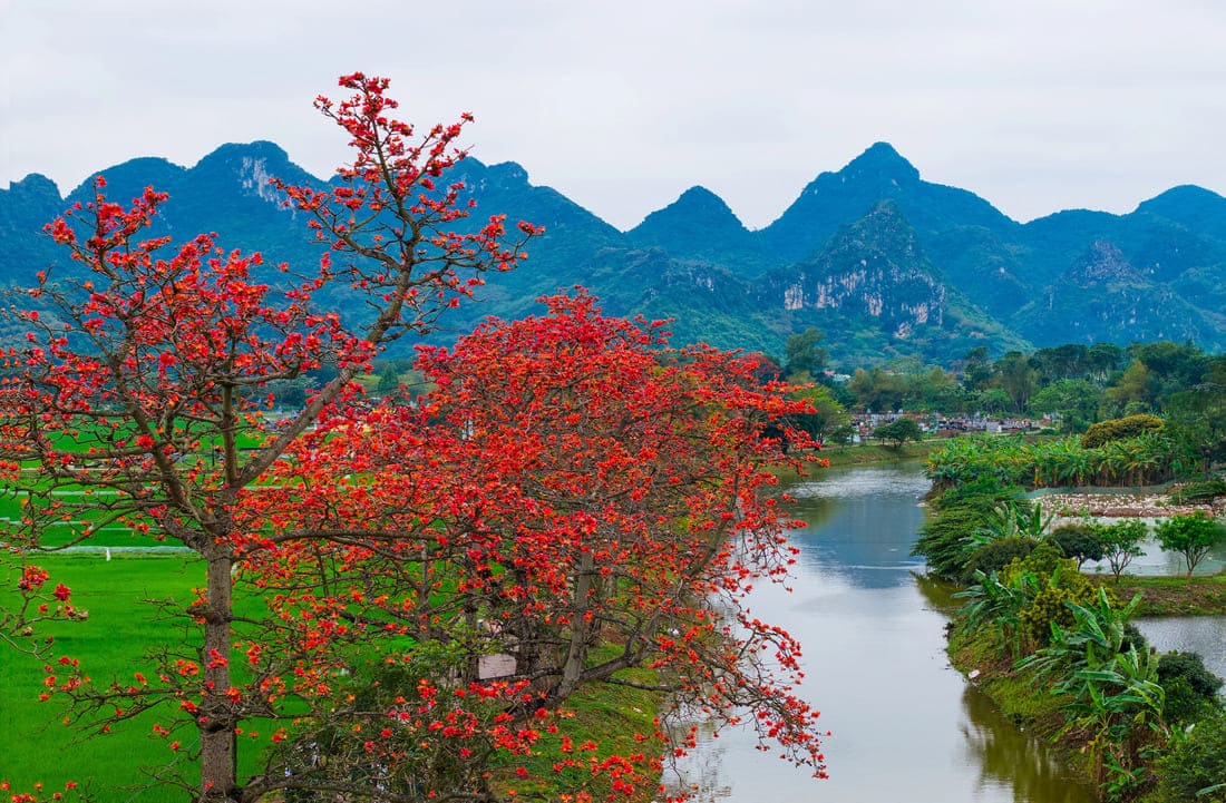 hoa gao