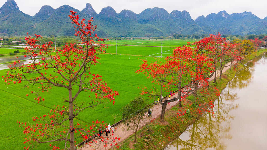 hoa gao