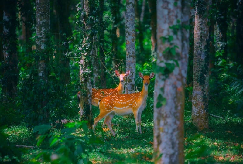 parque nacional cuc phuong - animales