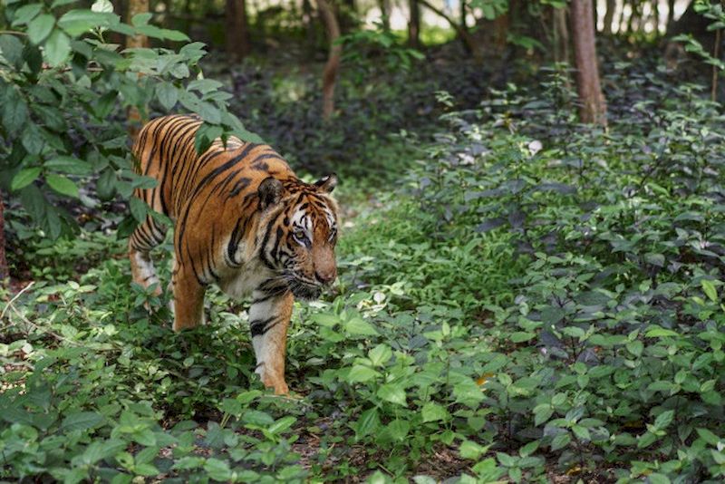 Phnom Tamao zoo