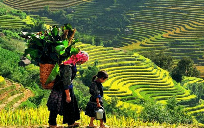 vietnam o laos - arrozales en sapa