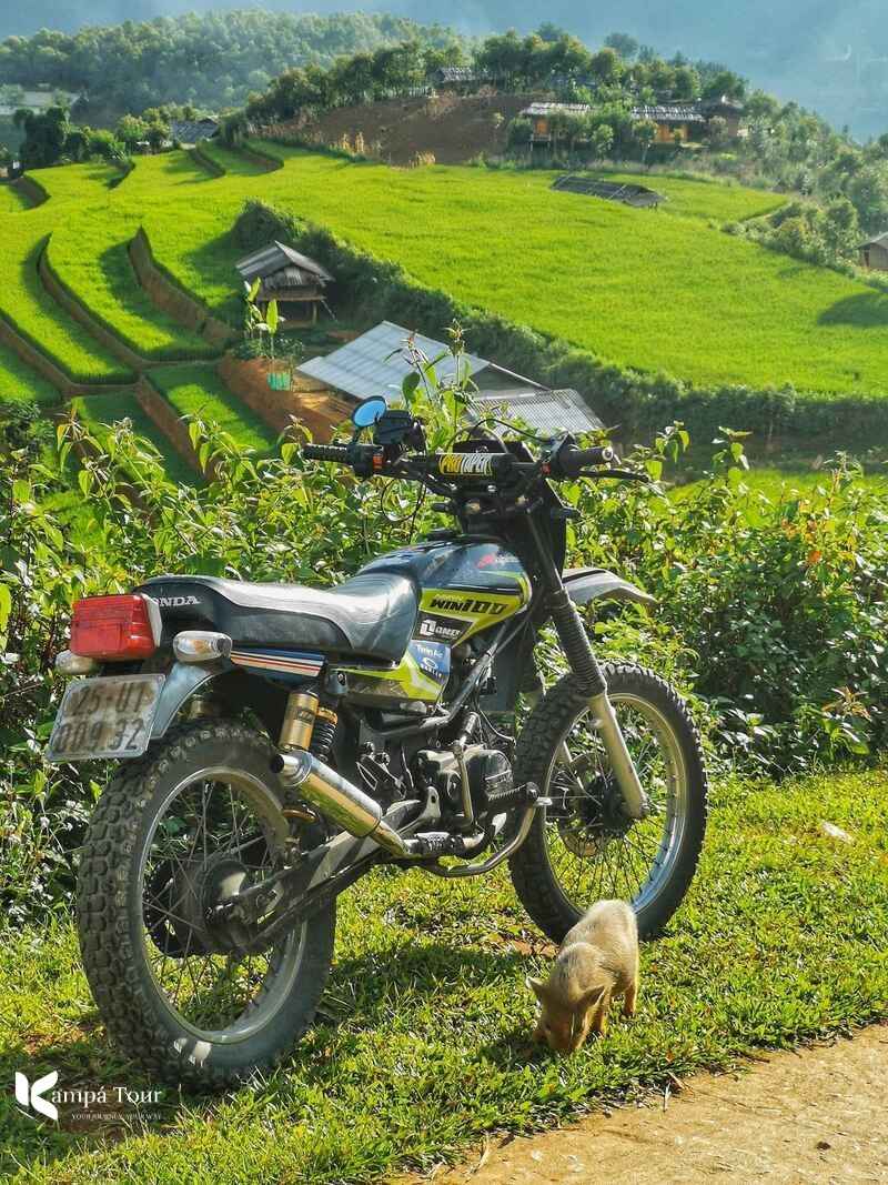 vietnam en moto - arrozales