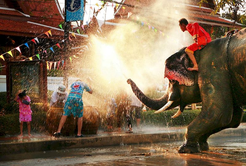 elefante tailandes