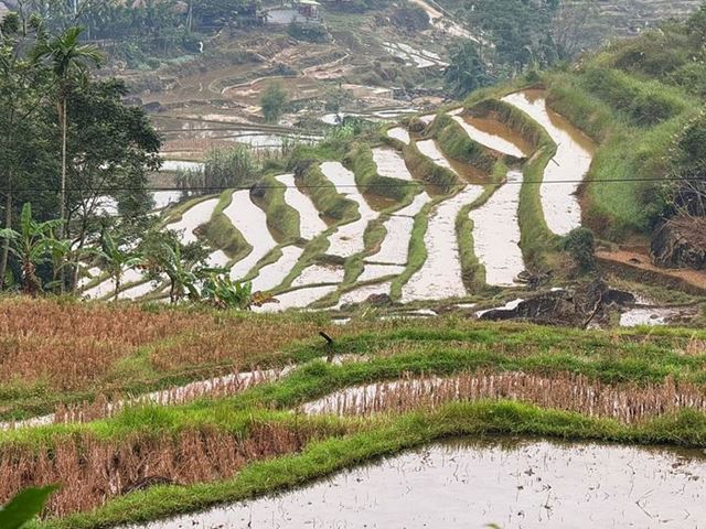 Terrazas de arroz en la temporada de agua