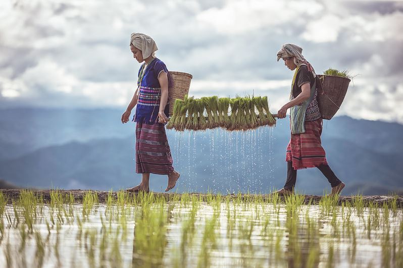 Transporte de arroz tierno para trasplante por parte de los agricultores.