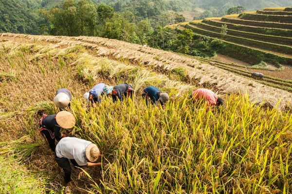Cosecha en los campos de arroz en terrazas.