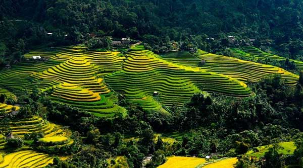 Terrazas de arroz hasta donde alcanza la vista en las montañas del norte